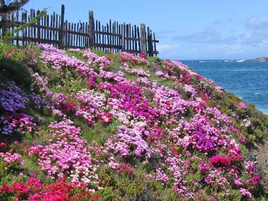 Mendocino Coast Botanical Gardens flowers beside the ocean